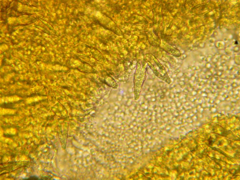 Crosta da determinare (Peniophora incarnata)